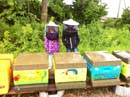 Klasse 1b übernimmt Bienenpatenschaft
